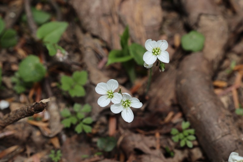 Cardamine scaposa photo 4