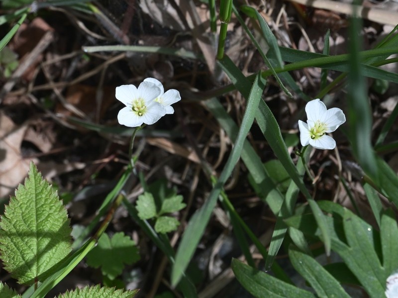 Cardamine scaposa photo 5