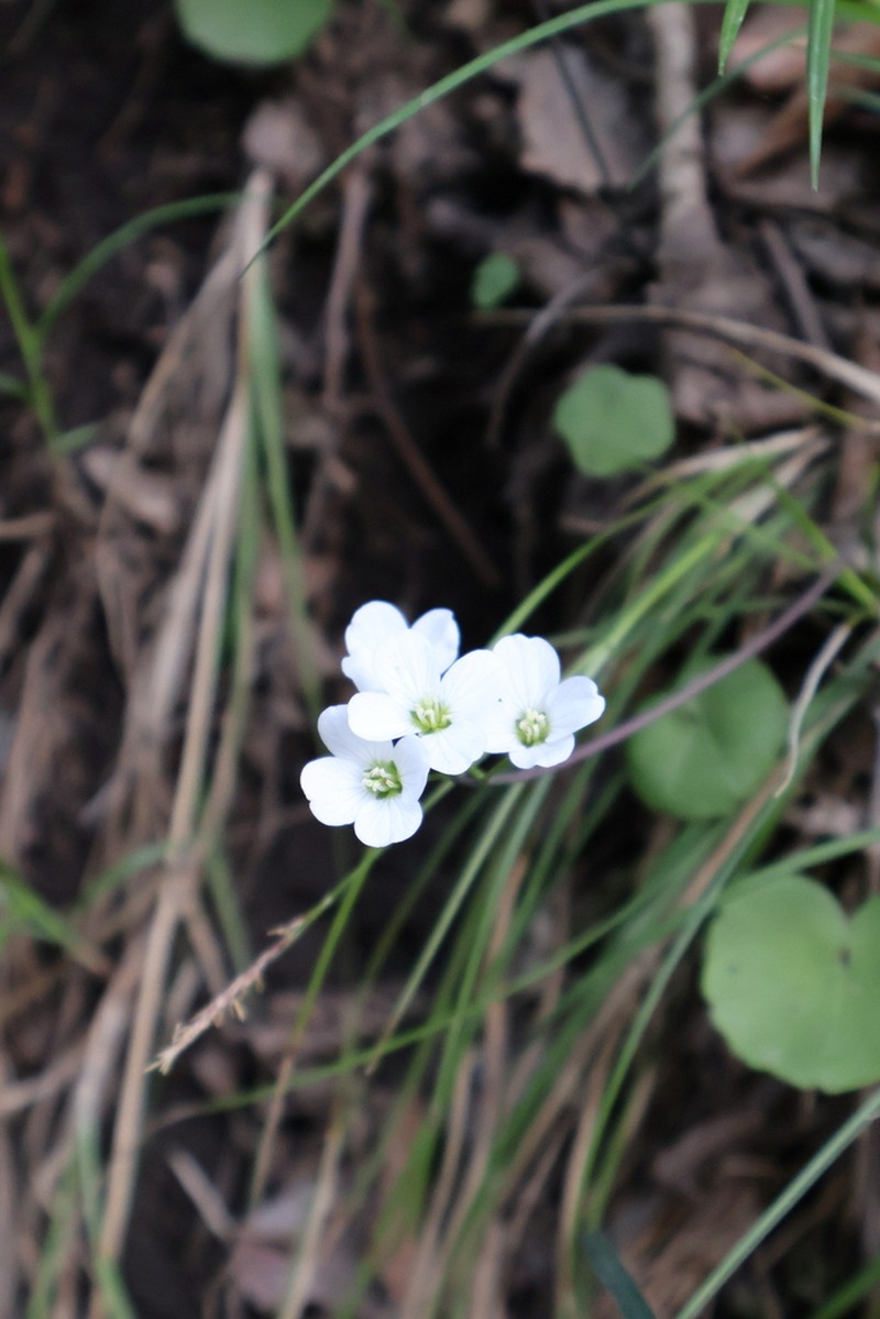 Cardamine scaposa photo 6