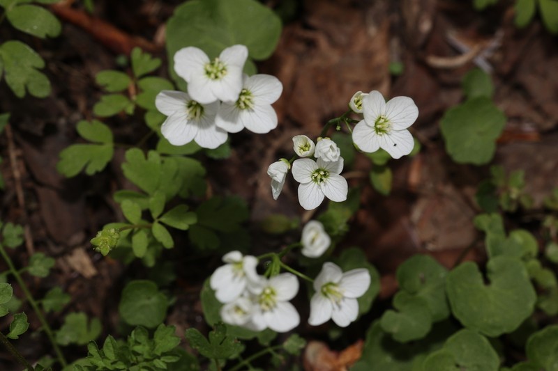 Cardamine scaposa photo 7