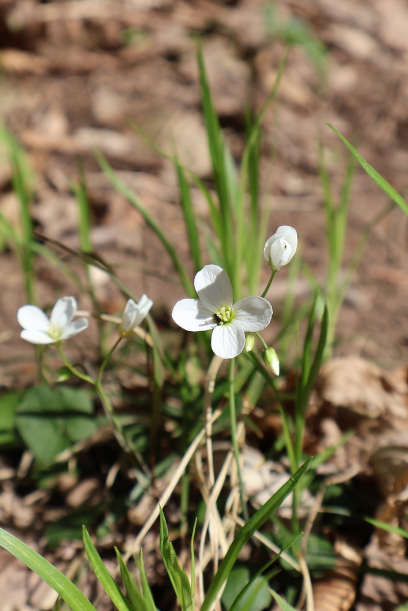 Cardamine scaposa photo 8