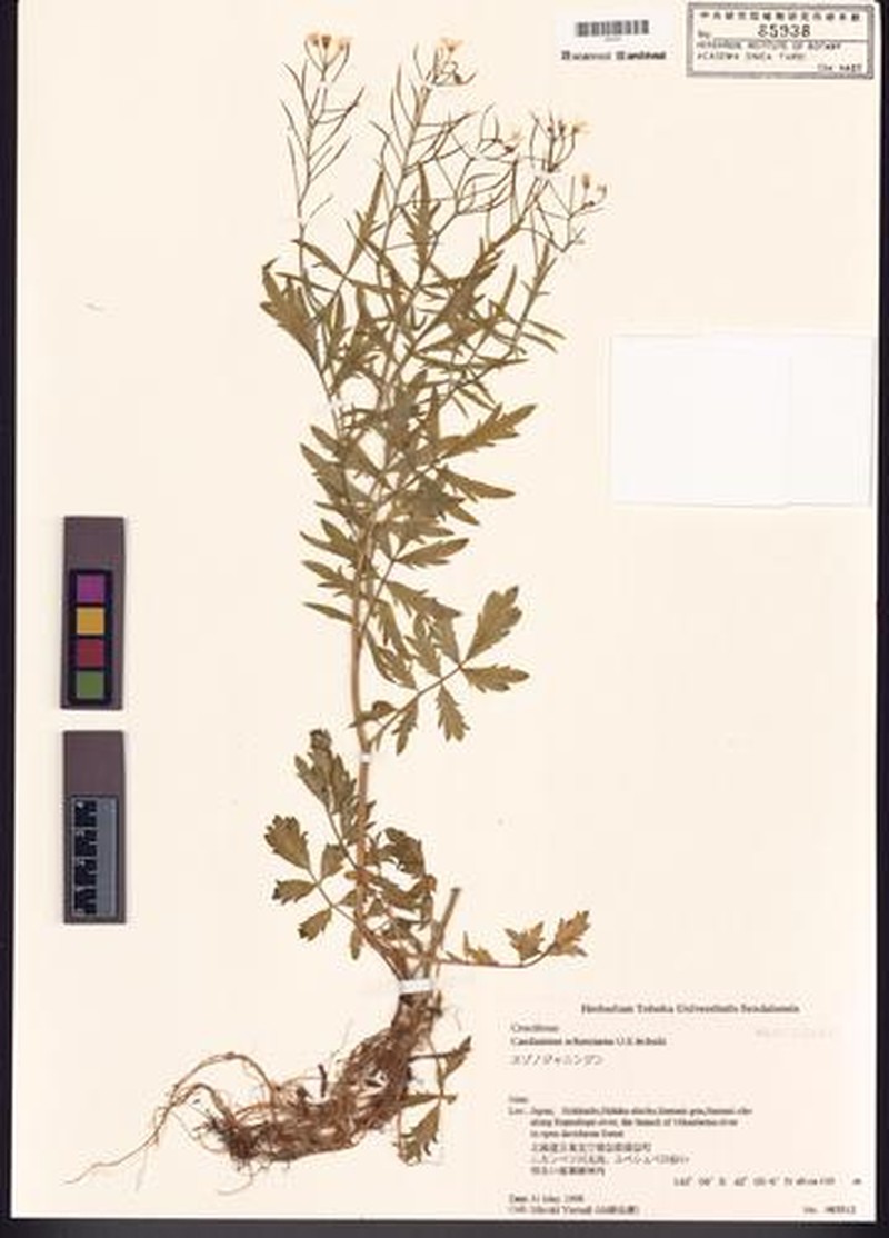 Cardamine schinziana