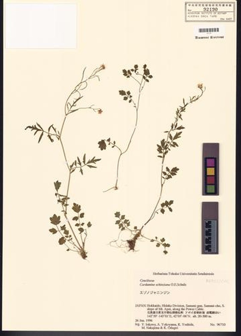 Cardamine schinziana photo 2