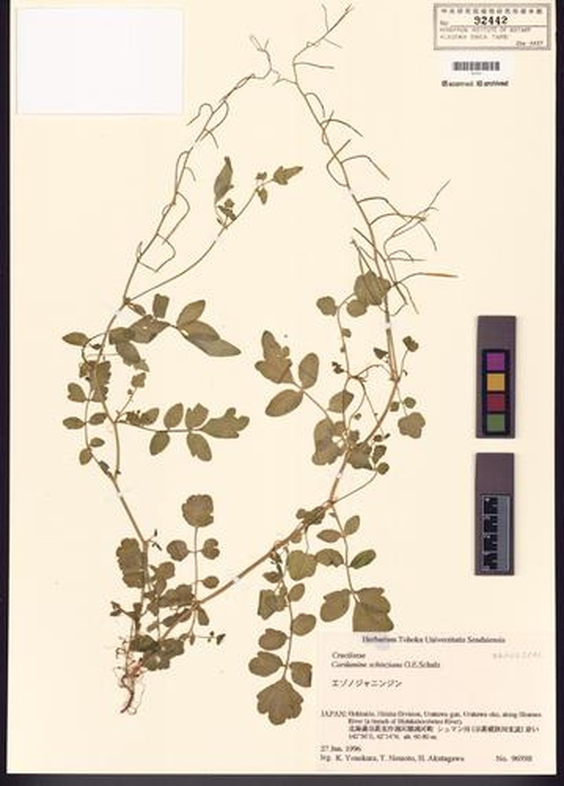 Cardamine schinziana photo 3