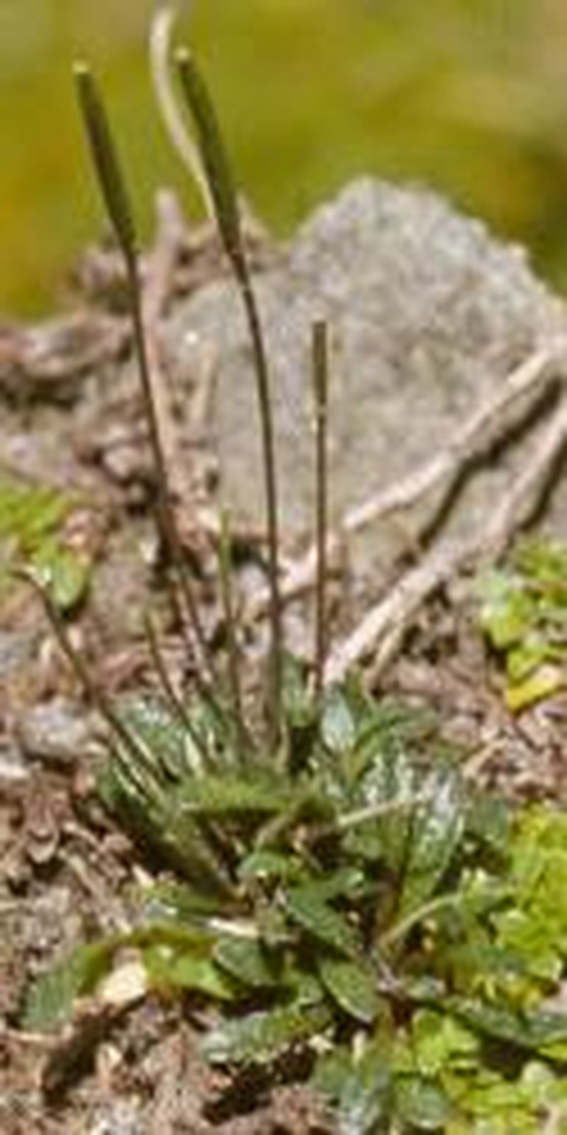 Cardamine sciaphila