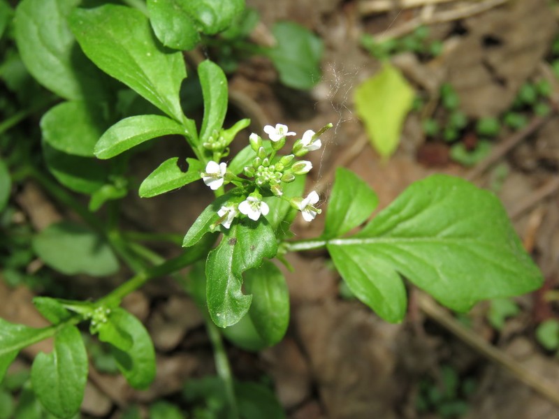 Japanese Bittercress