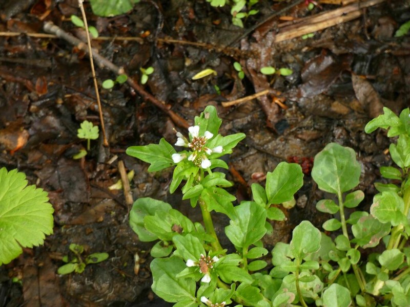 Japanese Bittercress photo 2