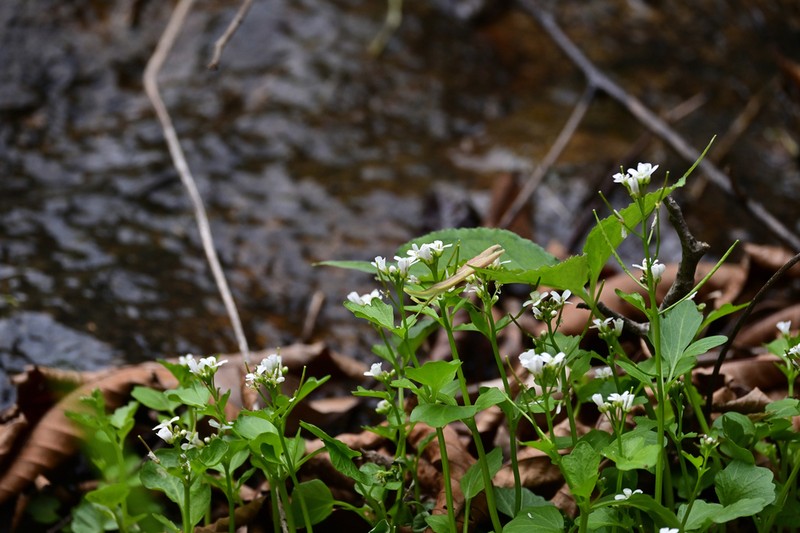 Japanese Bittercress photo 3