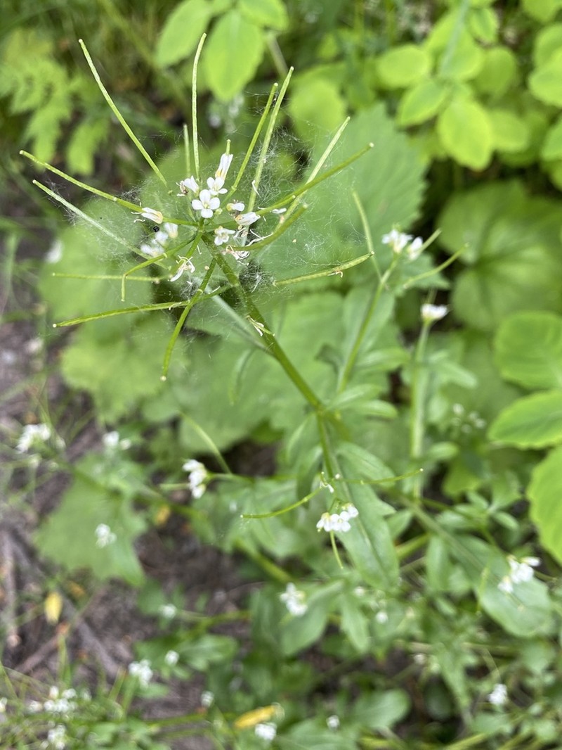Japanese Bittercress photo 4