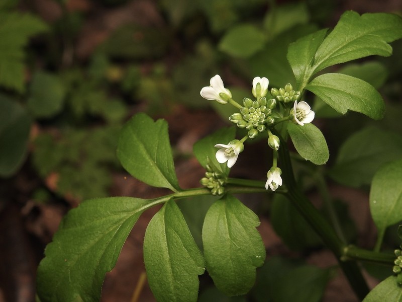 Japanese Bittercress photo 5