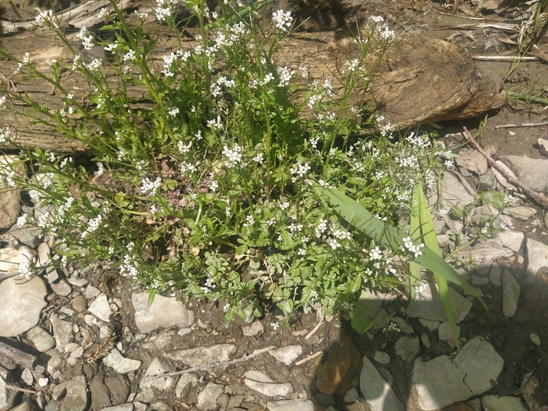 Japanese Bittercress photo 6