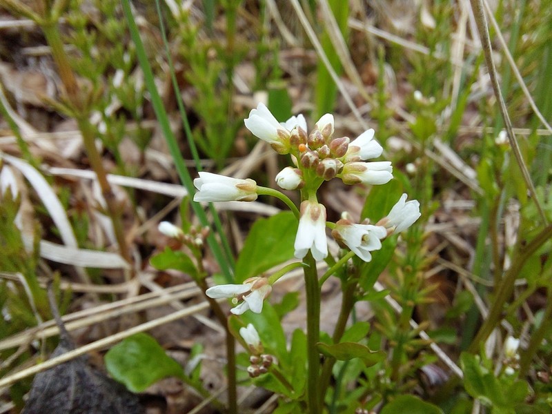 Japanese Bittercress photo 7