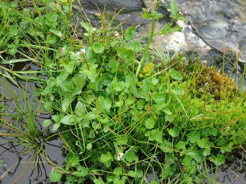 Japanese Bittercress photo 8