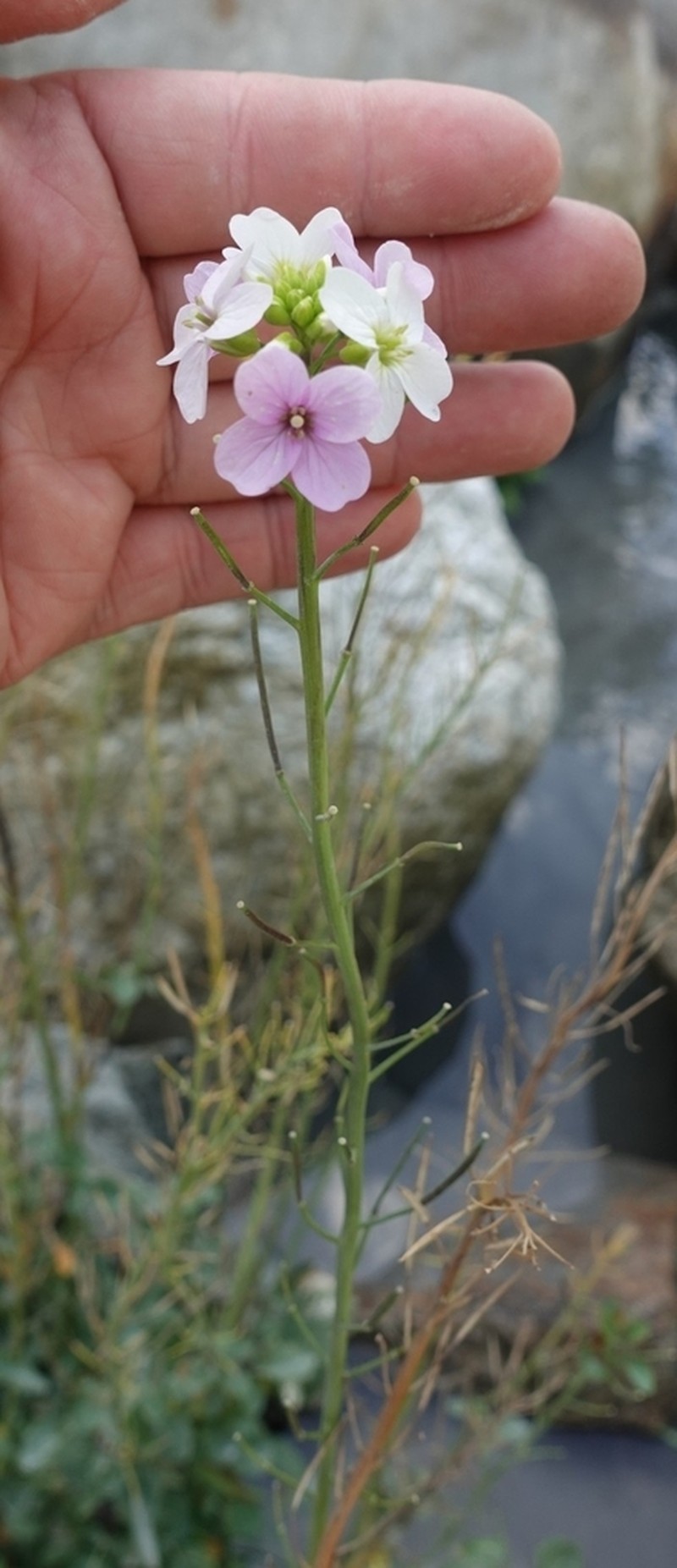 Cardamine seidlitziana