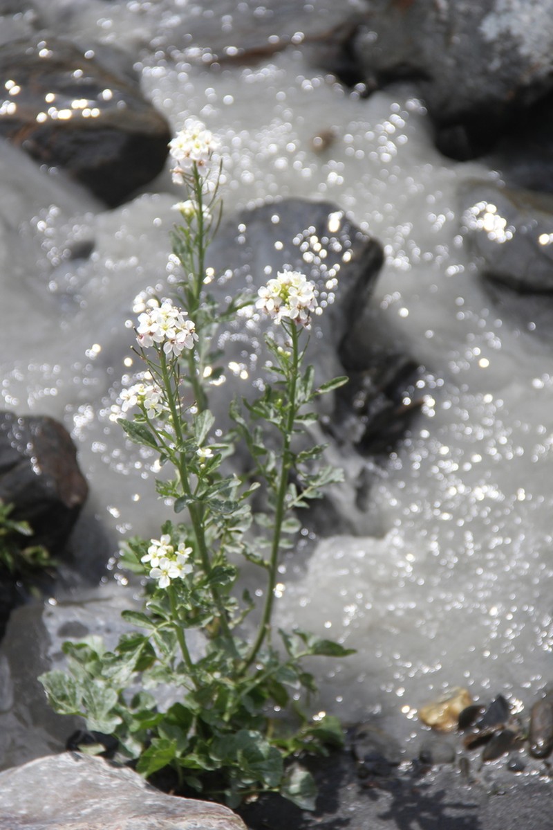 Cardamine seidlitziana photo 2
