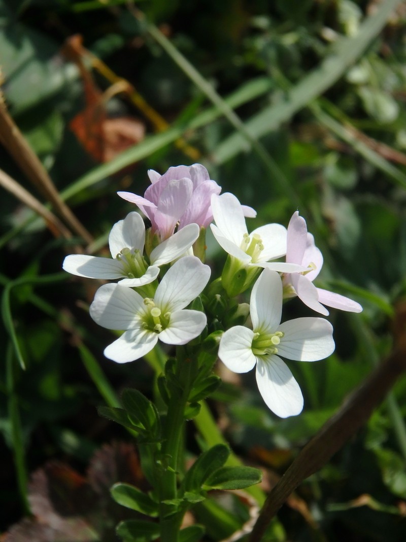 Cardamine seidlitziana photo 3