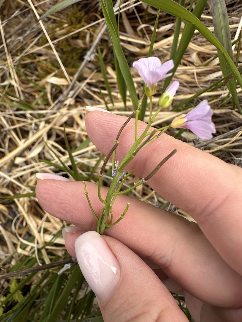 Cardamine seidlitziana photo 4