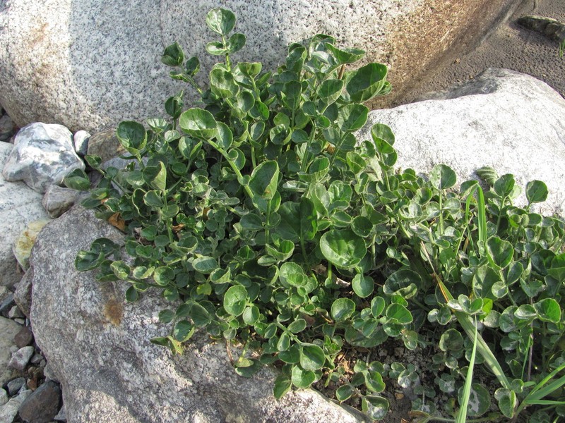 Cardamine seidlitziana photo 5