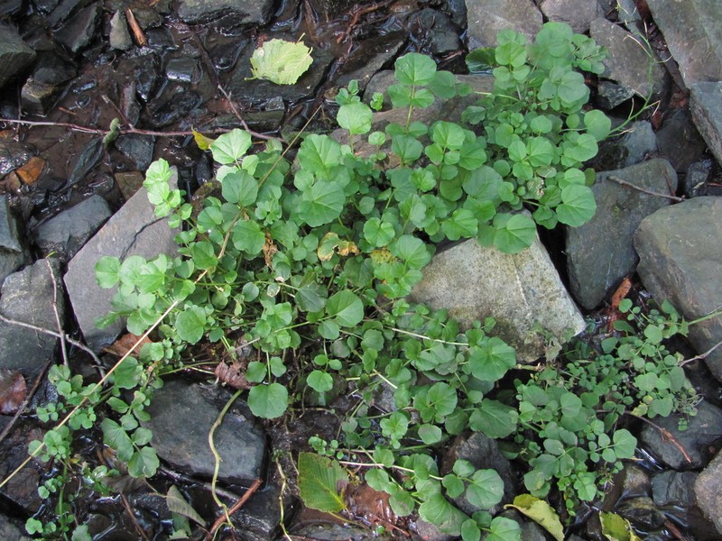 Cardamine seidlitziana photo 6