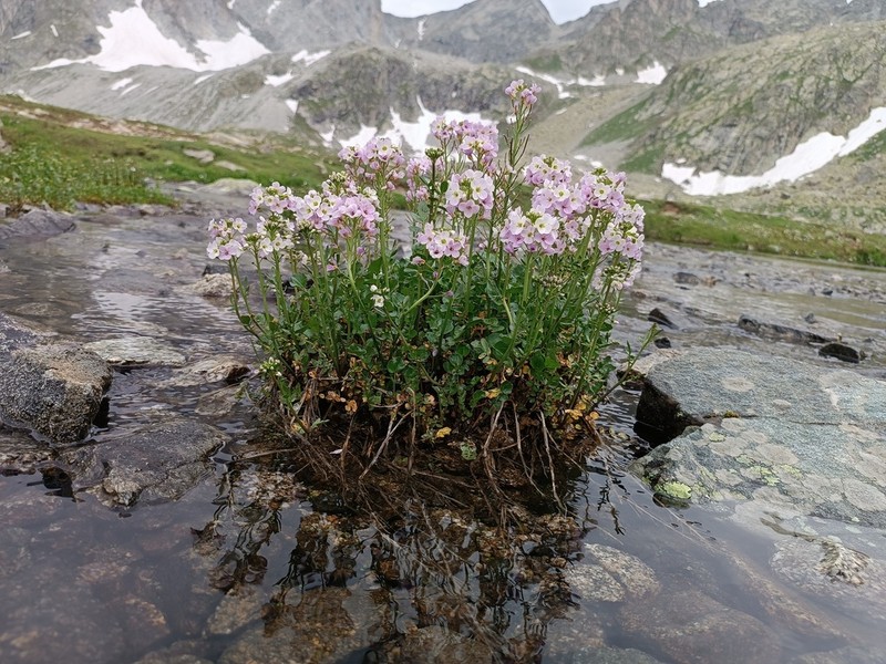 Cardamine seidlitziana photo 7