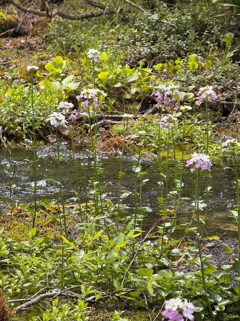 Cardamine seidlitziana photo 8