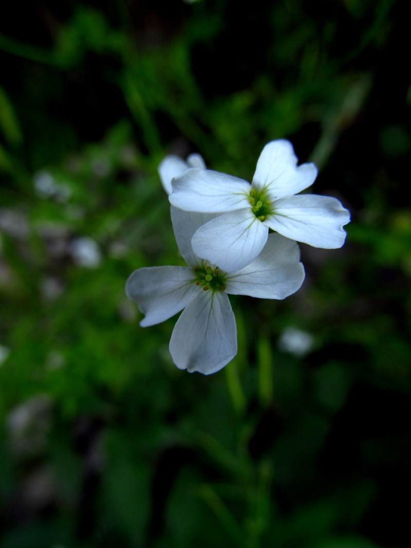 Cardamine serbica