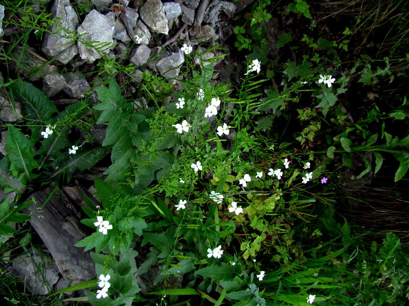 Cardamine serbica photo 2