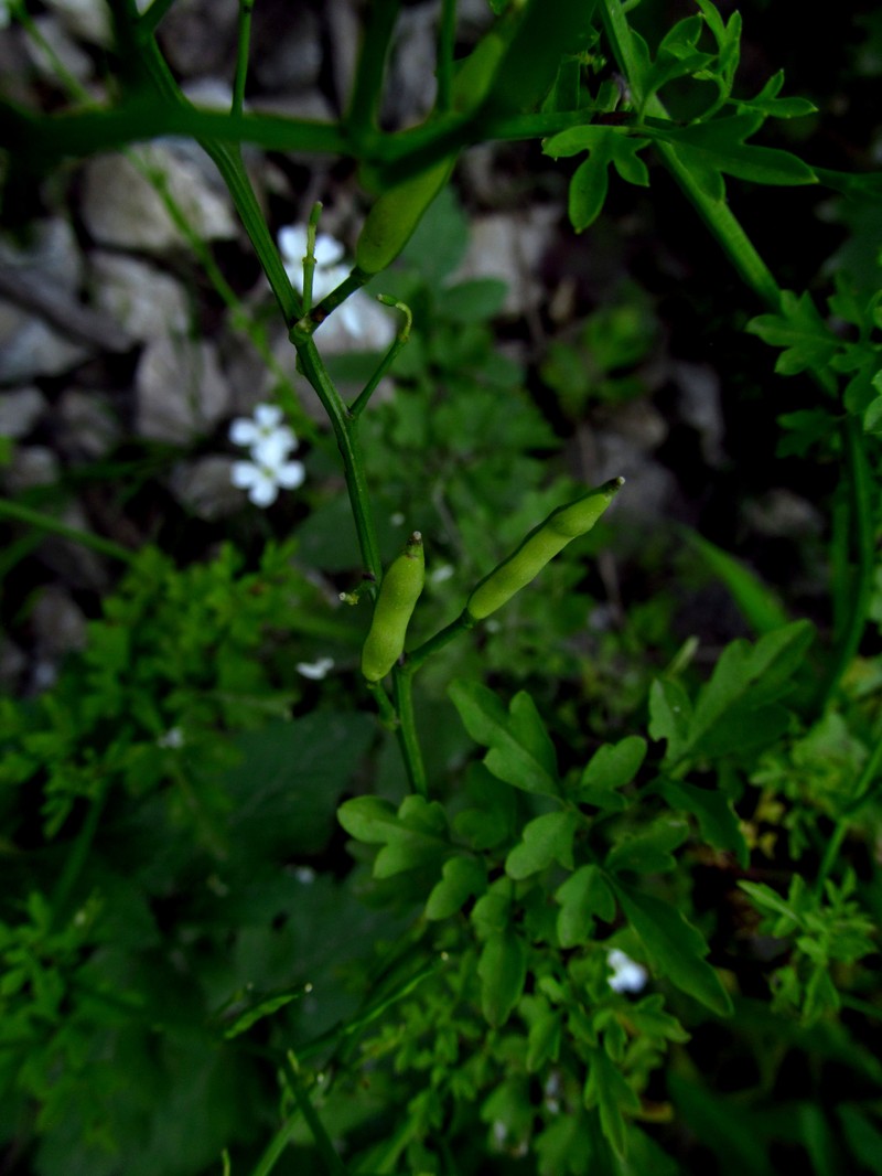Cardamine serbica photo 3