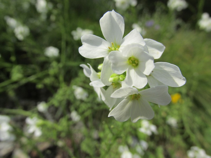 Cardamine serbica photo 4