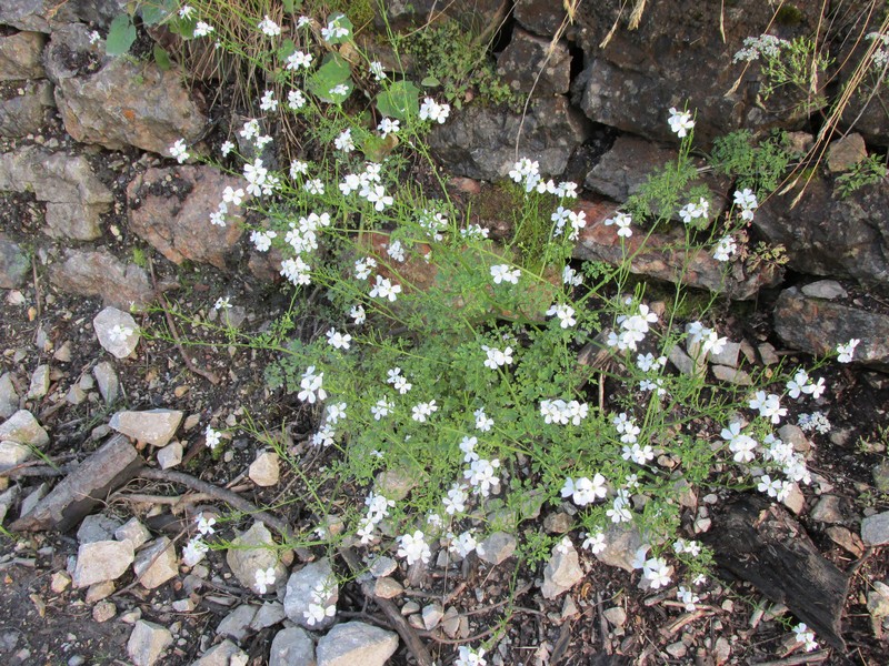 Cardamine serbica photo 5