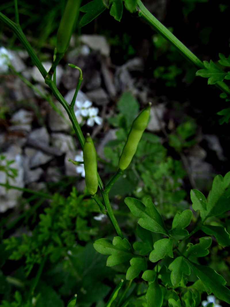Cardamine serbica photo 6