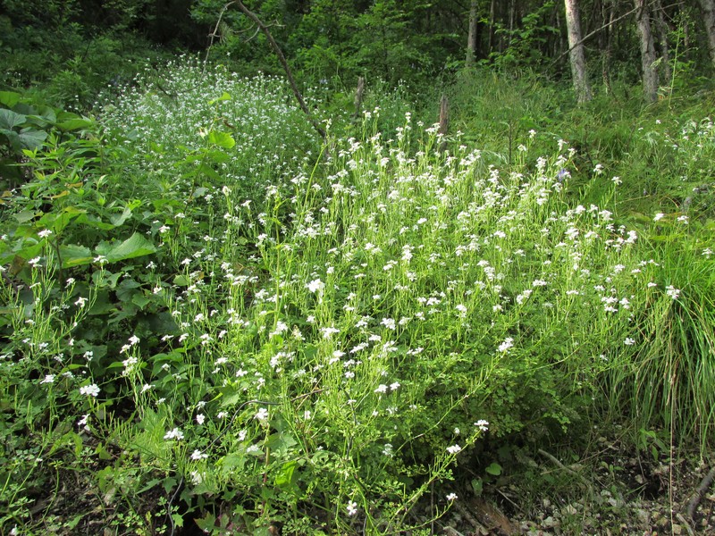 Cardamine serbica photo 7