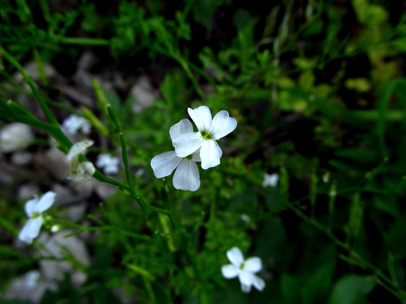 Cardamine serbica photo 8