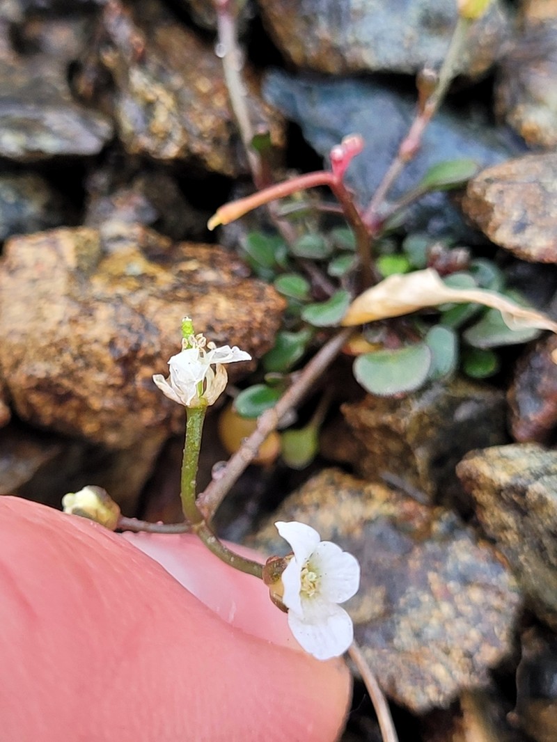 Cardamine serpentina