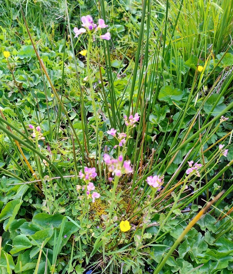 Cardamine silana photo 2