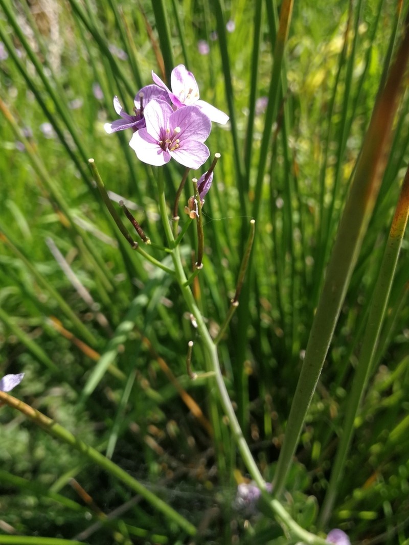 Cardamine silana photo 3