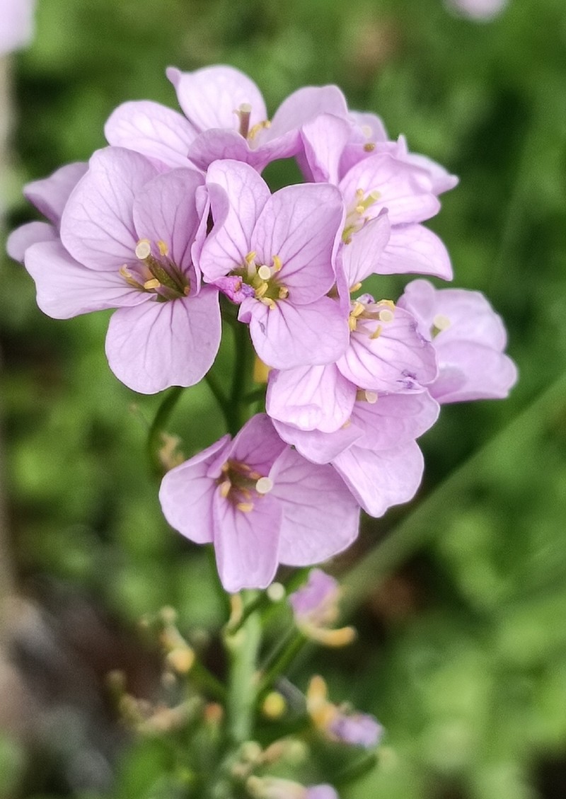 Cardamine silana photo 4