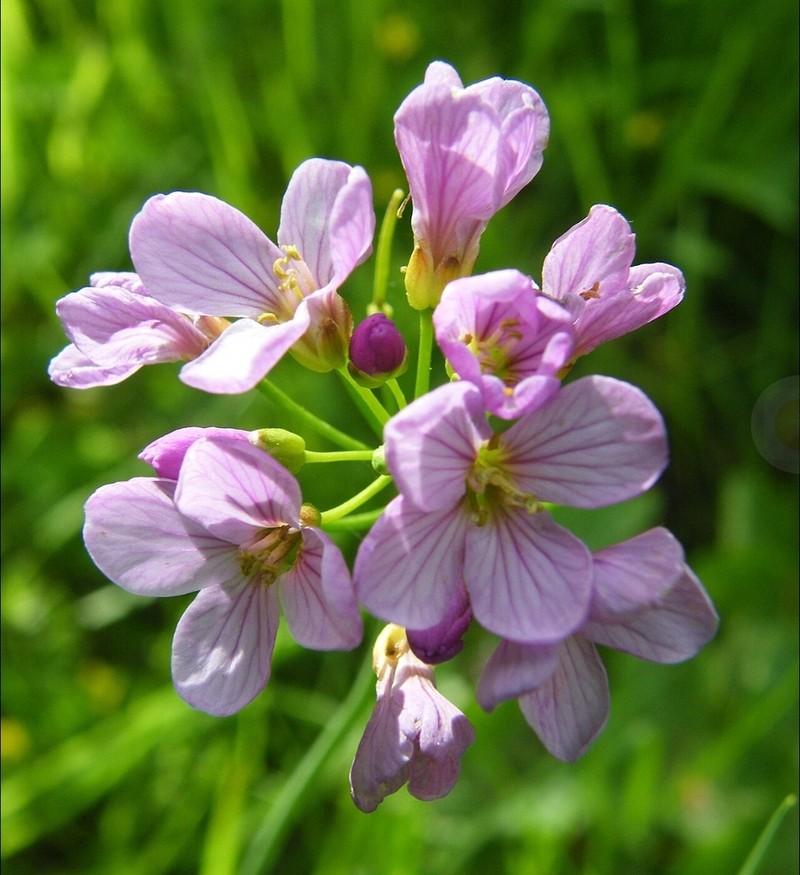 Cardamine silana photo 5