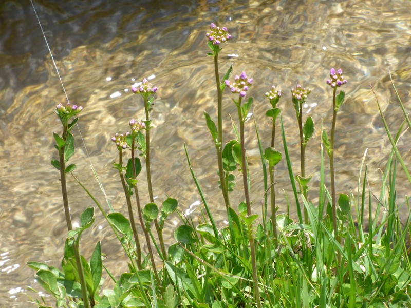 Cardamine silana photo 6