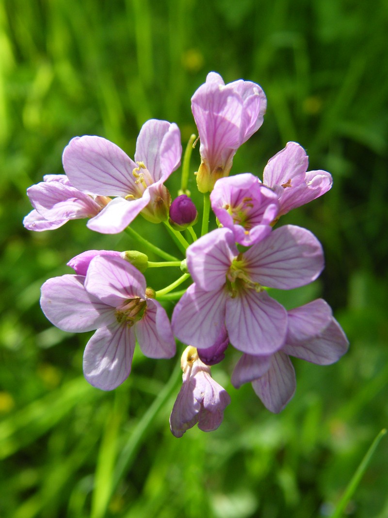 Cardamine silana