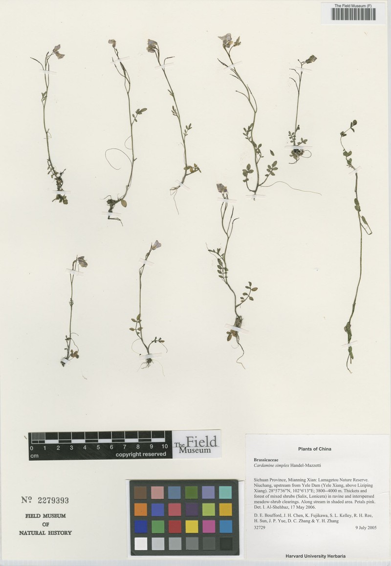 Cardamine simplex