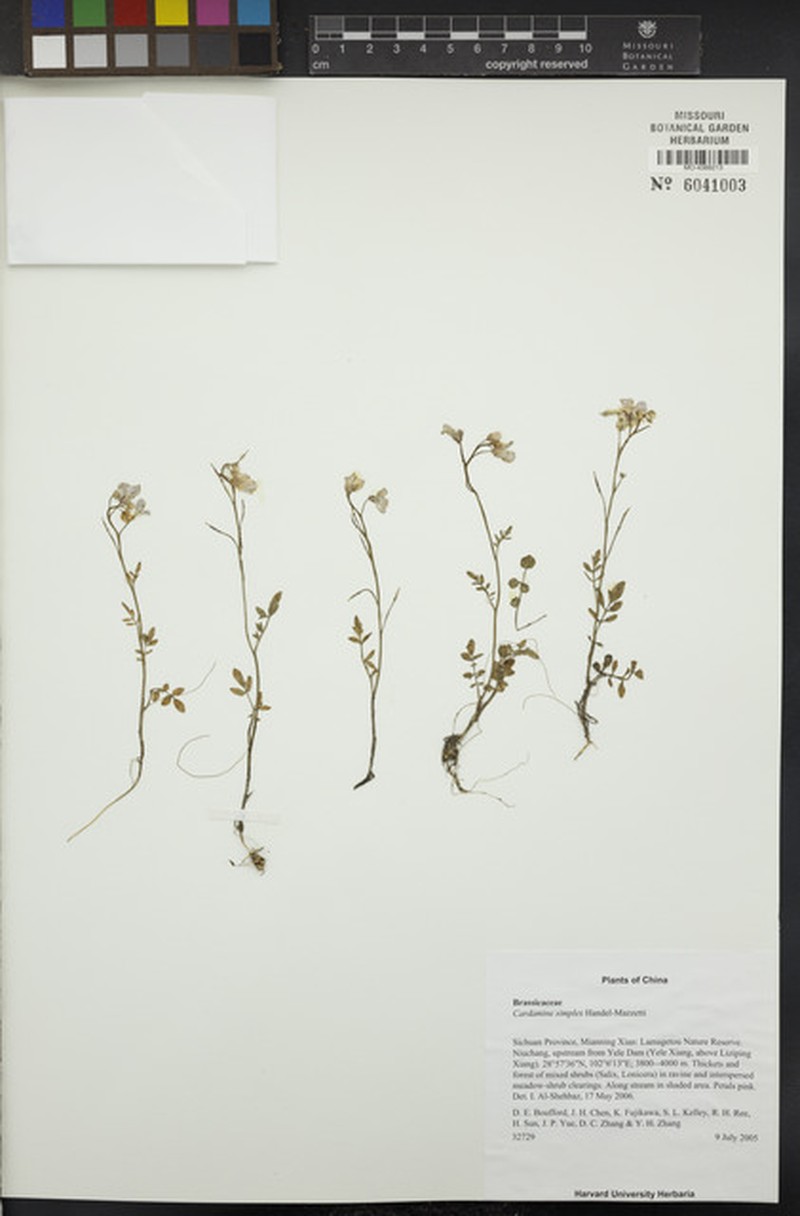Cardamine simplex photo 2
