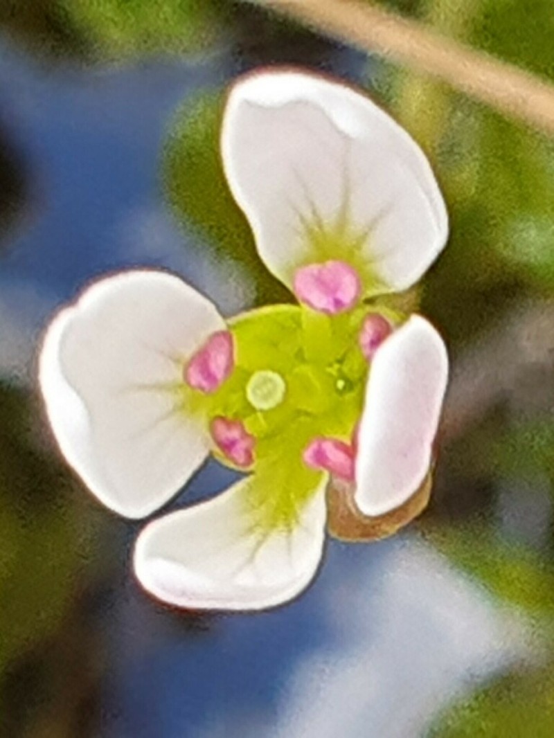 Cardamine sinuatifolia