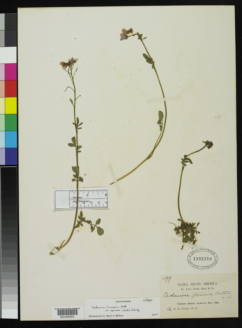 Cardamine speciosa