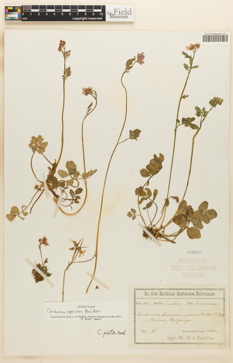 Cardamine speciosa photo 2