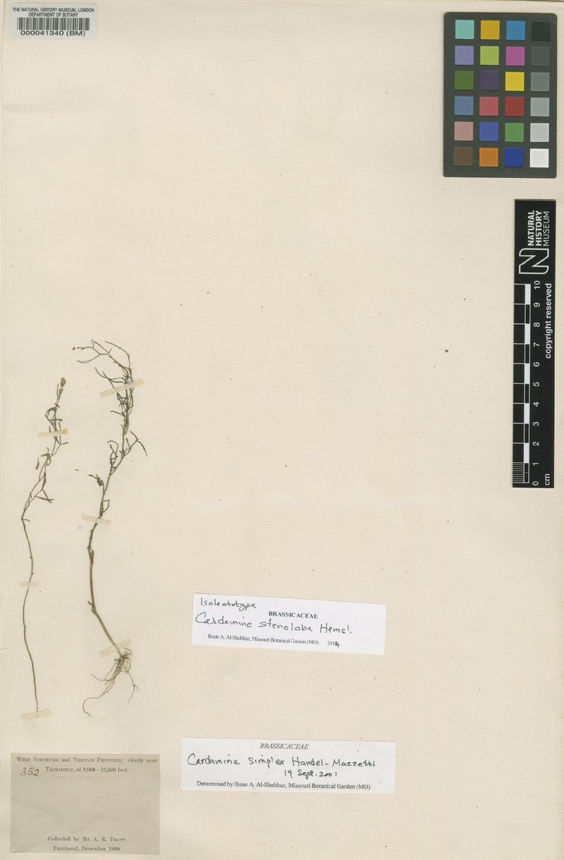 Cardamine stenoloba