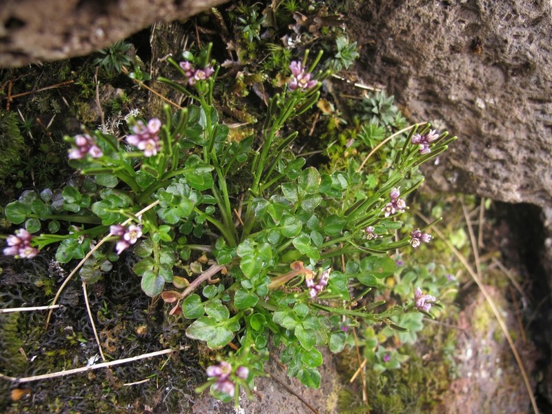 Cardamine subcarnosa photo 2