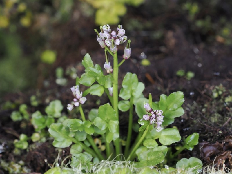 Cardamine subcarnosa photo 3