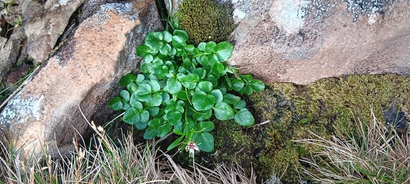 Cardamine subcarnosa photo 4