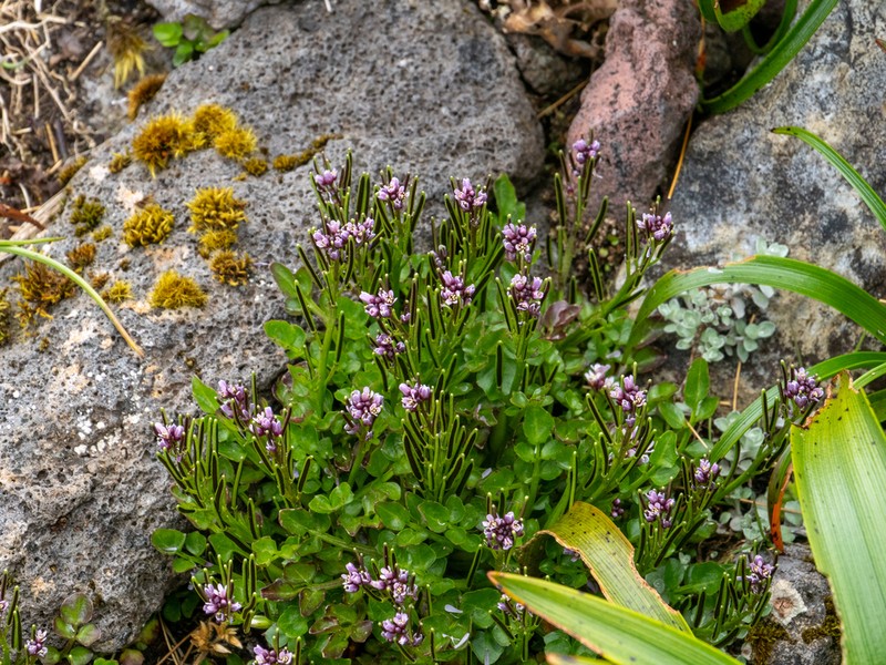 Cardamine subcarnosa photo 6